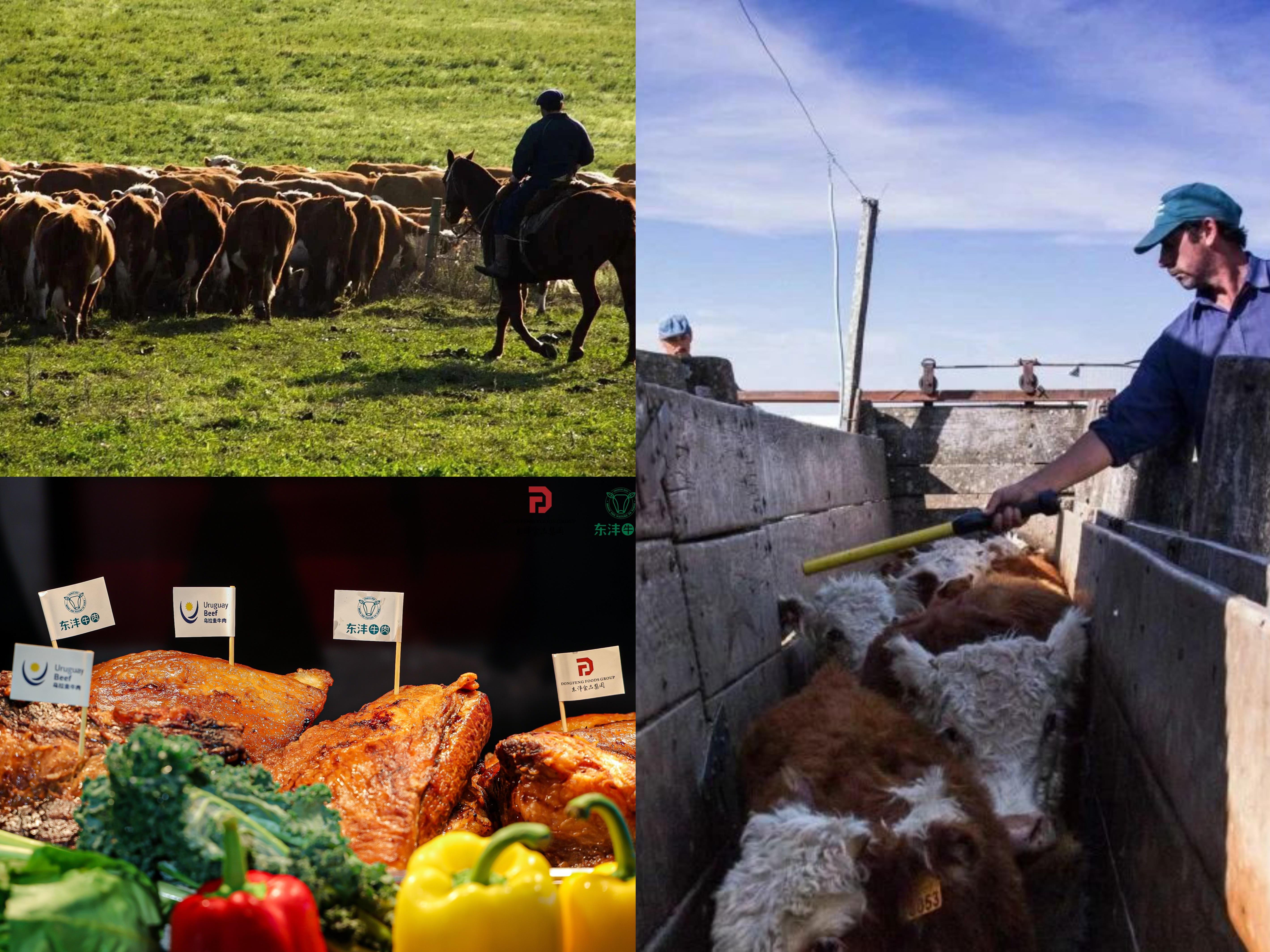 乌拉圭总统奥尔西访华 东沣食品集团董事长参与交流